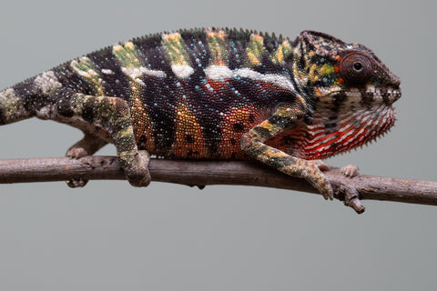 Holdbacks/Individuals: Ambilobe offspring from "Roborobo-ony" (AKA Flaming River) x "Mandiso-ranoray" (Miss Universe) - Hatched: July 2025 - Male #3