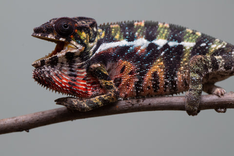 Holdbacks/Individuals: Ambilobe offspring from "Roborobo-ony" (AKA Flaming River) x "Mandiso-ranoray" (Miss Universe) - Hatched: July 2025 - Male #3