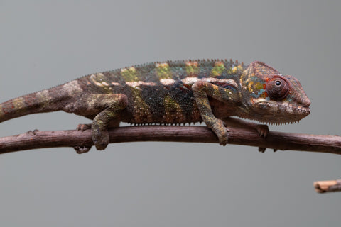 Holdbacks/Individuals: Ambilobe offspring from "Roborobo-ony" (AKA Flaming River) x "Mandiso-ranoray" (Miss Universe) - Hatched: July 2025 - Male #3