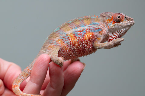 Holdbacks/Individuals: Ambilobe offspring from "Roborobo-ony" (AKA Flaming River) x "Mandiso-ranoray" (Miss Universe) - Hatched: July 2025 - Male #4