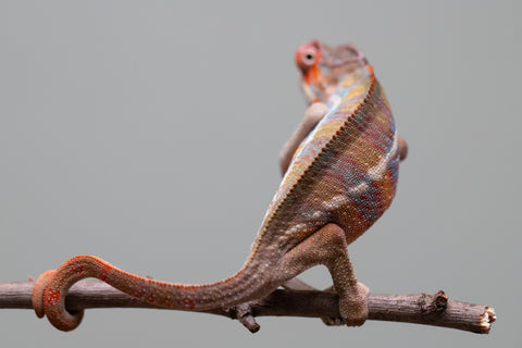 Holdbacks/Individuals: Ambilobe offspring from "Roborobo-ony" (AKA Flaming River) x "Mandiso-ranoray" (Miss Universe) - Hatched: July 2025 - Male #4