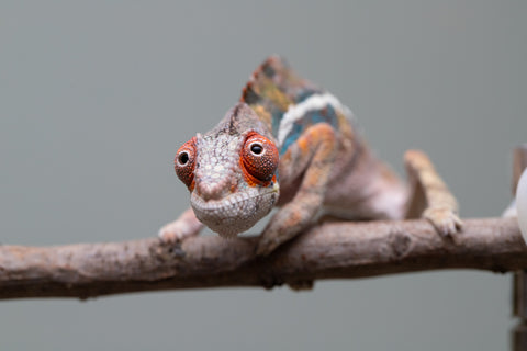 Holdbacks/Individuals: Ambilobe offspring from "Roborobo-ony" (AKA Flaming River) x "Mandiso-ranoray" (Miss Universe) - Hatched: July 2025 - Male #4