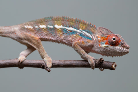 Holdbacks/Individuals: Ambilobe offspring from "Roborobo-ony" (AKA Flaming River) x "Mandiso-ranoray" (Miss Universe) - Hatched: July 2025 - Male #4