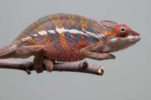 Holdbacks/Individuals: Ambilobe offspring from "Roborobo-ony" (AKA Flaming River) x "Mandiso-ranoray" (Miss Universe) - Hatched: July 2025 - Male #4