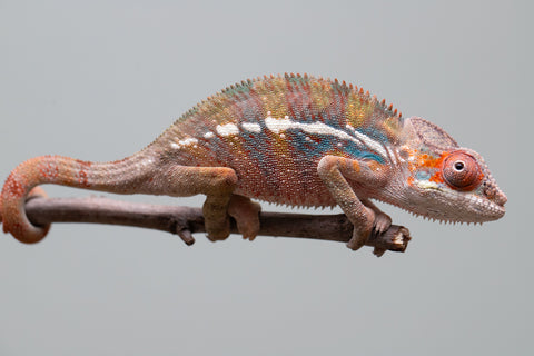 Holdbacks/Individuals: Ambilobe offspring from "Roborobo-ony" (AKA Flaming River) x "Mandiso-ranoray" (Miss Universe) - Hatched: July 2025 - Male #4