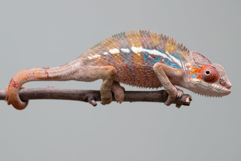 Holdbacks/Individuals: Ambilobe offspring from "Roborobo-ony" (AKA Flaming River) x "Mandiso-ranoray" (Miss Universe) - Hatched: July 2025 - Male #4