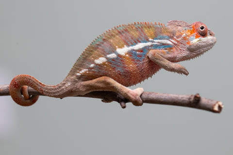 Holdbacks/Individuals: Ambilobe offspring from "Roborobo-ony" (AKA Flaming River) x "Mandiso-ranoray" (Miss Universe) - Hatched: July 2025 - Male #4