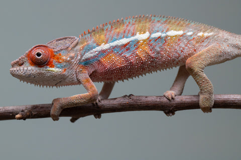 Holdbacks/Individuals: Ambilobe offspring from "Roborobo-ony" (AKA Flaming River) x "Mandiso-ranoray" (Miss Universe) - Hatched: July 2025 - Male #4