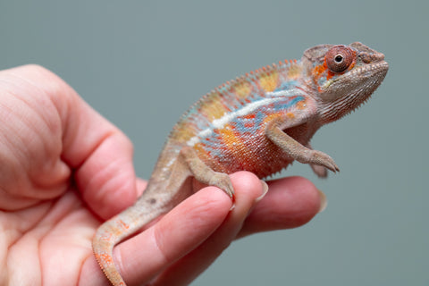 Holdbacks/Individuals: Ambilobe offspring from "Roborobo-ony" (AKA Flaming River) x "Mandiso-ranoray" (Miss Universe) - Hatched: July 2025 - Male #4