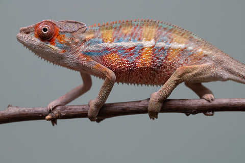 Holdbacks/Individuals: Ambilobe offspring from "Roborobo-ony" (AKA Flaming River) x "Mandiso-ranoray" (Miss Universe) - Hatched: July 2025 - Male #4