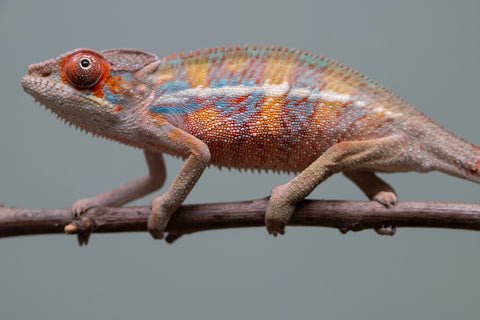 Holdbacks/Individuals: Ambilobe offspring from "Roborobo-ony" (AKA Flaming River) x "Mandiso-ranoray" (Miss Universe) - Hatched: July 2025 - Male #4