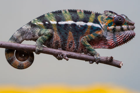 Holdbacks/Individuals: Ambilobe offspring from "Roborobo-ony" (AKA Flaming River) x "Mandiso-ranoray" (Miss Universe) - Hatched July 2025 - Male #6