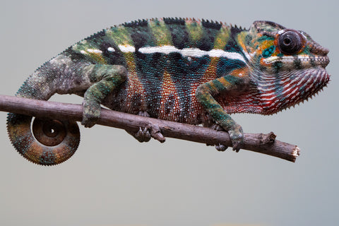 Holdbacks/Individuals: Ambilobe offspring from "Roborobo-ony" (AKA Flaming River) x "Mandiso-ranoray" (Miss Universe) - Hatched July 2025 - Male #6