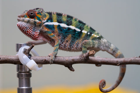 Holdbacks/Individuals: Ambilobe offspring from "Roborobo-ony" (AKA Flaming River) x "Mandiso-ranoray" (Miss Universe) - Hatched July 2025 - Male #6