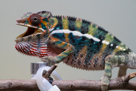 Holdbacks/Individuals: Ambilobe offspring from "Roborobo-ony" (AKA Flaming River) x "Mandiso-ranoray" (Miss Universe) - Hatched July 2025 - Male #6