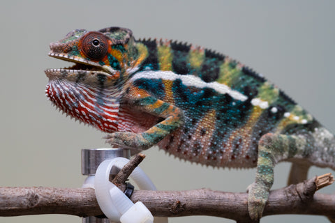 Holdbacks/Individuals: Ambilobe offspring from "Roborobo-ony" (AKA Flaming River) x "Mandiso-ranoray" (Miss Universe) - Hatched July 2025 - Male #6