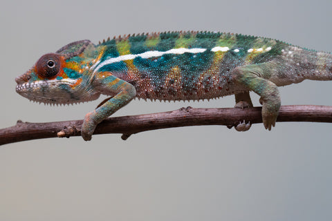 Holdbacks/Individuals: Ambilobe offspring from "Roborobo-ony" (AKA Flaming River) x "Mandiso-ranoray" (Miss Universe) - Hatched July 2025 - Male #6