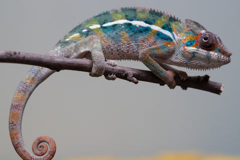 Holdbacks/Individuals: Ambilobe offspring from "Roborobo-ony" (AKA Flaming River) x "Mandiso-ranoray" (Miss Universe) - Hatched July 2025 - Male #6