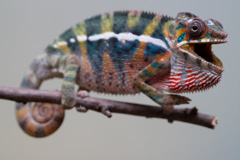 Holdbacks/Individuals: Ambilobe offspring from "Roborobo-ony" (AKA Flaming River) x "Mandiso-ranoray" (Miss Universe) - Hatched July 2025 - Male #6