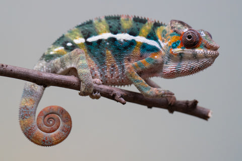 Holdbacks/Individuals: Ambilobe offspring from "Roborobo-ony" (AKA Flaming River) x "Mandiso-ranoray" (Miss Universe) - Hatched July 2025 - Male #6