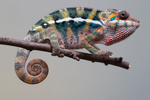 Holdbacks/Individuals: Ambilobe offspring from "Roborobo-ony" (AKA Flaming River) x "Mandiso-ranoray" (Miss Universe) - Hatched July 2025 - Male #6