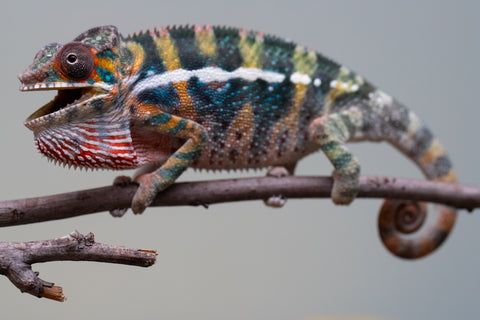 Holdbacks/Individuals: Ambilobe offspring from "Roborobo-ony" (AKA Flaming River) x "Mandiso-ranoray" (Miss Universe) - Hatched July 2025 - Male #6