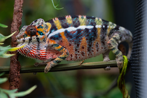 Holdbacks/Individuals: Ambilobe offspring from "Roborobo-ony" (AKA Flaming River) x "Mandiso-ranoray" (Miss Universe) - Hatched July 2025 - Male #6