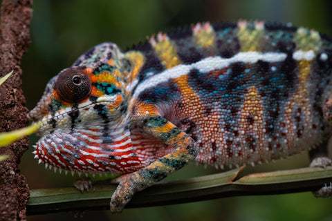 Holdbacks/Individuals: Ambilobe offspring from "Roborobo-ony" (AKA Flaming River) x "Mandiso-ranoray" (Miss Universe) - Hatched July 2025 - Male #6