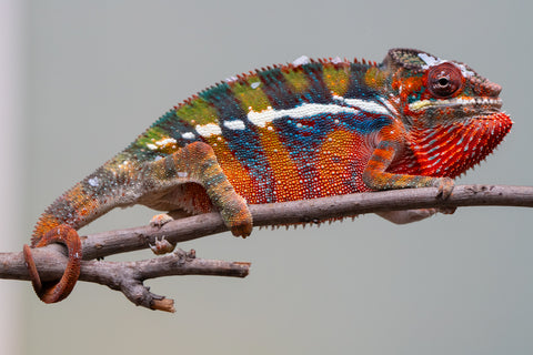 Holdbacks/Individuals: Ambilobe offspring from "Roborobo-ony" (AKA Flaming River) x "Mandiso-ranoray" (Miss Universe) - Hatched July 2025 - Male #7