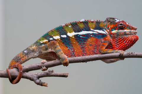 Holdbacks/Individuals: Ambilobe offspring from "Roborobo-ony" (AKA Flaming River) x "Mandiso-ranoray" (Miss Universe) - Hatched July 2025 - Male #7