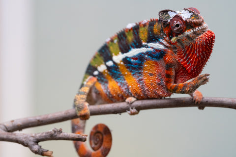 Holdbacks/Individuals: Ambilobe offspring from "Roborobo-ony" (AKA Flaming River) x "Mandiso-ranoray" (Miss Universe) - Hatched July 2025 - Male #7