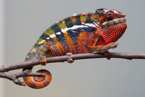 Holdbacks/Individuals: Ambilobe offspring from "Roborobo-ony" (AKA Flaming River) x "Mandiso-ranoray" (Miss Universe) - Hatched July 2025 - Male #7