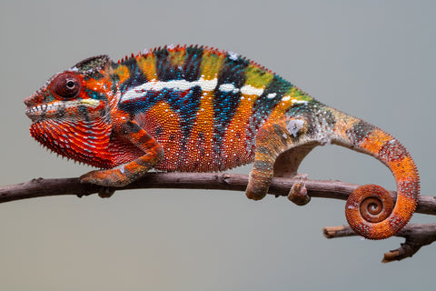 Holdbacks/Individuals: Ambilobe offspring from "Roborobo-ony" (AKA Flaming River) x "Mandiso-ranoray" (Miss Universe) - Hatched July 2025 - Male #7