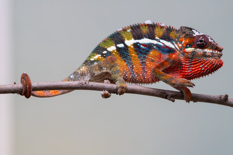 Holdbacks/Individuals: Ambilobe offspring from "Roborobo-ony" (AKA Flaming River) x "Mandiso-ranoray" (Miss Universe) - Hatched July 2025 - Male #7