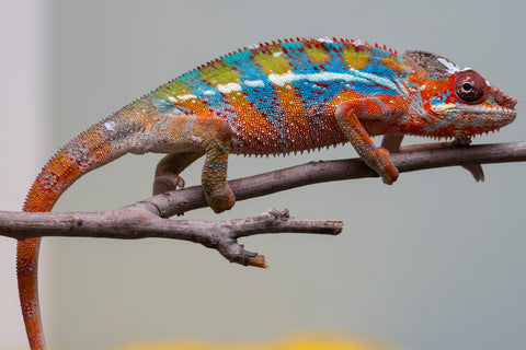 Holdbacks/Individuals: Ambilobe offspring from "Roborobo-ony" (AKA Flaming River) x "Mandiso-ranoray" (Miss Universe) - Hatched July 2025 - Male #7