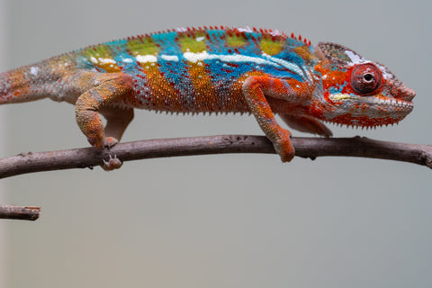 Holdbacks/Individuals: Ambilobe offspring from "Roborobo-ony" (AKA Flaming River) x "Mandiso-ranoray" (Miss Universe) - Hatched July 2025 - Male #7