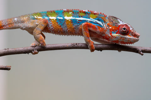 Holdbacks/Individuals: Ambilobe offspring from "Roborobo-ony" (AKA Flaming River) x "Mandiso-ranoray" (Miss Universe) - Hatched July 2025 - Male #7