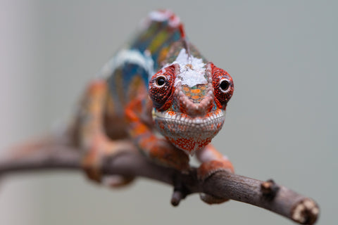 Holdbacks/Individuals: Ambilobe offspring from "Roborobo-ony" (AKA Flaming River) x "Mandiso-ranoray" (Miss Universe) - Hatched July 2025 - Male #7