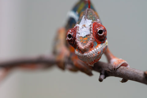 Holdbacks/Individuals: Ambilobe offspring from "Roborobo-ony" (AKA Flaming River) x "Mandiso-ranoray" (Miss Universe) - Hatched July 2025 - Male #7