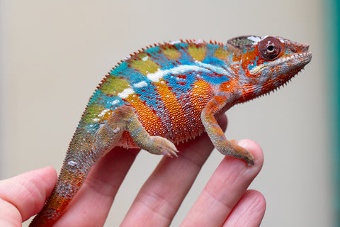 Holdbacks/Individuals: Ambilobe offspring from "Roborobo-ony" (AKA Flaming River) x "Mandiso-ranoray" (Miss Universe) - Hatched July 2025 - Male #7