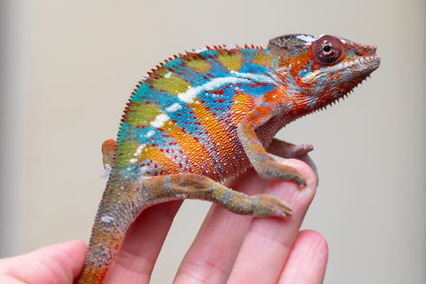 Holdbacks/Individuals: Ambilobe offspring from "Roborobo-ony" (AKA Flaming River) x "Mandiso-ranoray" (Miss Universe) - Hatched July 2025 - Male #7