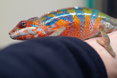 Holdbacks/Individuals: Ambilobe offspring from "Roborobo-ony" (AKA Flaming River) x "Mandiso-ranoray" (Miss Universe) - Hatched July 2025 - Male #7