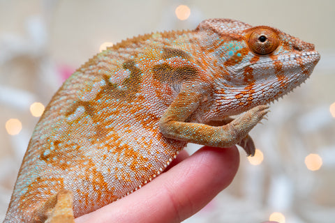 Holdbacks/Individuals: Ambilobe offspring from "Roborobo-ony" (AKA Flaming River) x "Mandiso-ranoray" (Miss Universe) - Hatched Sept 2025 - Female #1