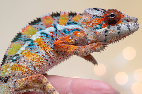 Holdbacks/Individuals: Ambilobe offspring from "Roborobo-ony" (AKA Flaming River) x "Mandiso-ranoray" (Miss Universe) - Hatched Sept 2025 - Male #1