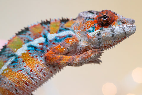 Holdbacks/Individuals: Ambilobe offspring from "Roborobo-ony" (AKA Flaming River) x "Mandiso-ranoray" (Miss Universe) - Hatched Sept 2025 - Male #1