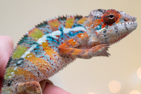 Holdbacks/Individuals: Ambilobe offspring from "Roborobo-ony" (AKA Flaming River) x "Mandiso-ranoray" (Miss Universe) - Hatched Sept 2025 - Male #1