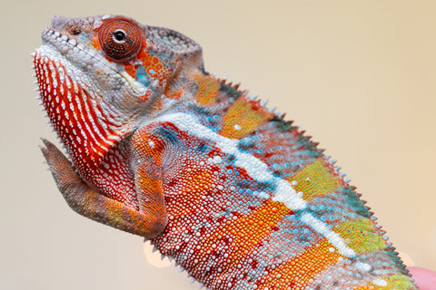 Holdbacks/Individuals: Ambilobe offspring from "Roborobo-ony" (AKA Flaming River) x "Mandiso-ranoray" (Miss Universe) - Hatched Sept 2025 - Male #1