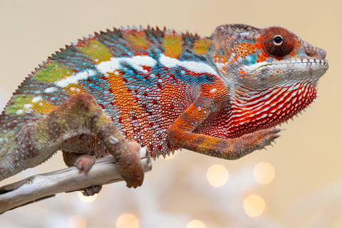 Holdbacks/Individuals: Ambilobe offspring from "Roborobo-ony" (AKA Flaming River) x "Mandiso-ranoray" (Miss Universe) - Hatched Sept 2025 - Male #1