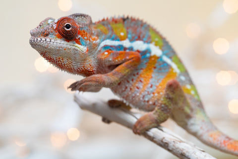 Holdbacks/Individuals: Ambilobe offspring from "Roborobo-ony" (AKA Flaming River) x "Mandiso-ranoray" (Miss Universe) - Hatched Sept 2025 - Male #1