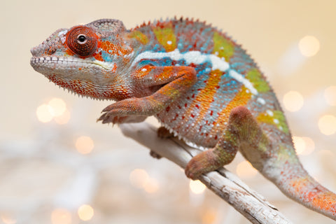 Holdbacks/Individuals: Ambilobe offspring from "Roborobo-ony" (AKA Flaming River) x "Mandiso-ranoray" (Miss Universe) - Hatched Sept 2025 - Male #1